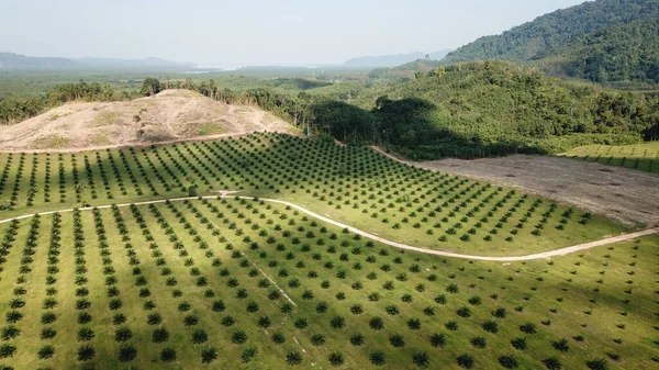 Vista Aérea Montaña Con Árboles Verano — Foto de Stock