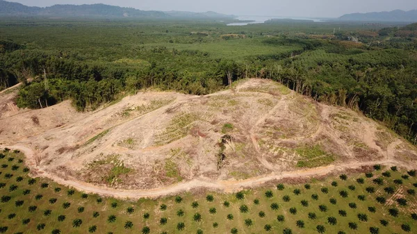 Vista Aérea Montanha Com Árvores Verão Imagens De Bancos De Imagens