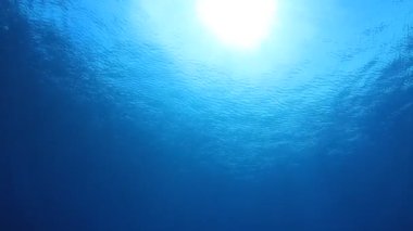 Okyanusun güzel sualtı manzarası