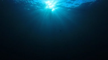 Okyanusun güzel sualtı manzarası