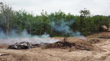 Ağaçlı orman manzarası. Ormanda yangın   