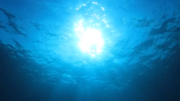 Beautiful Underwater Landscape Ocean — Stock Video