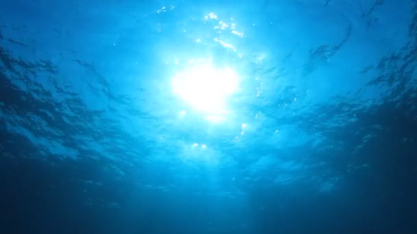 Beautiful Underwater Landscape Ocean — Stock Video