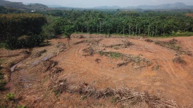 Yazın ağaçlarla kaplı dağın havadan görünüşü
