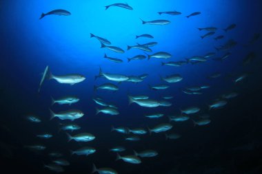 Derin mavi okyanusta sualtı manzaralı deniz sakinleri