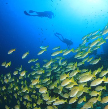 Mavi denizin derinliklerinde bir grup dalgıcın sualtı fotoğrafı.