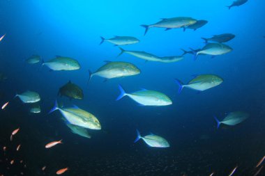 Derin mavi okyanusta sualtı manzaralı deniz sakinleri