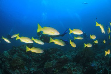 Derin mavi okyanusta sualtı manzaralı deniz sakinleri