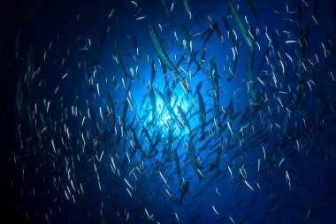 Derin mavi okyanusta sualtı manzaralı deniz sakinleri