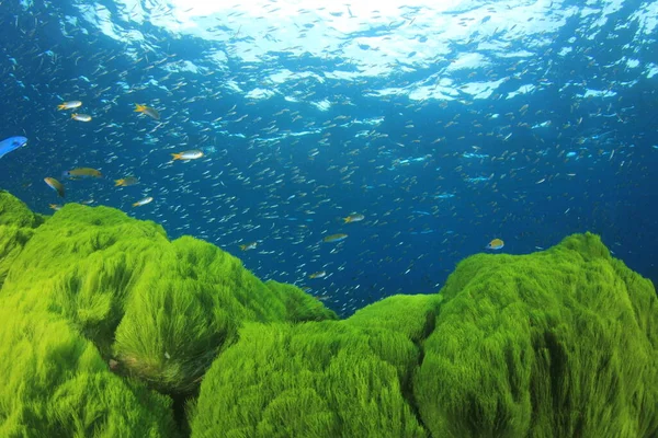 Θαλάσσια Κάτοικοι Υποβρύχια Σκηνή Βαθύ Γαλάζιο Ωκεανό — Φωτογραφία Αρχείου