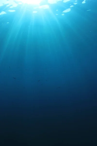 Krásná Podvodní Krajina Oceánu — Stock fotografie