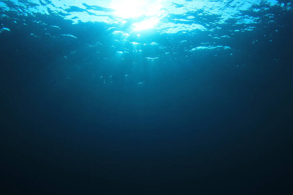 beautiful underwater landscape of the ocean