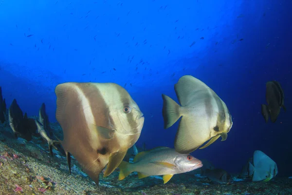 Habitantes Marinos Con Escena Submarina Océano Azul Profundo —  Fotos de Stock