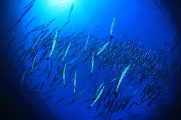 Zeebewoners Met Onderwater Scene Diepblauwe Oceaan — Stockfoto