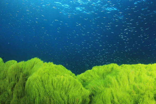 Zeebewoners Met Onderwater Scene Diepblauwe Oceaan — Stockfoto