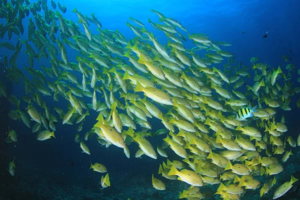 Zeebewoners Met Onderwater Scene Diepblauwe Oceaan — Stockfoto