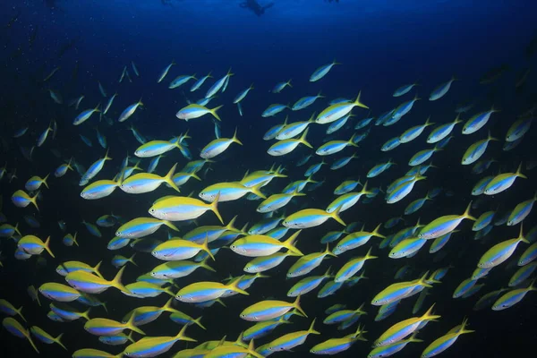 Zeebewoners Met Onderwater Scene Diepblauwe Oceaan — Stockfoto