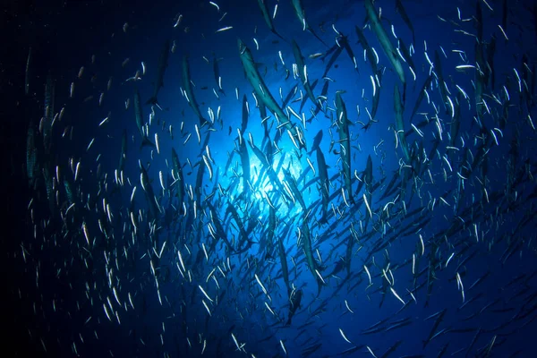 Морские Обитатели Подводной Сценой Глубоком Голубом Океане — стоковое фото