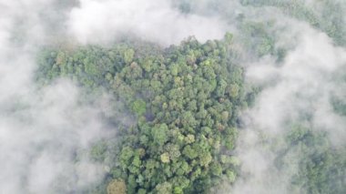 Siste ağaçlarla birlikte dağın havadan görünüşü.