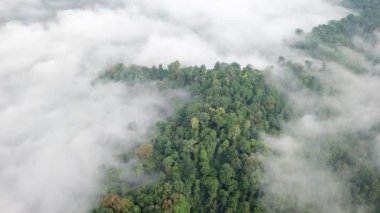 Siste ağaçlarla birlikte dağın havadan görünüşü.