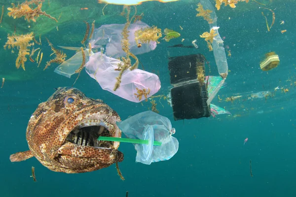 Plastik çöplü okyanus balığı. Küresel kirlilik.