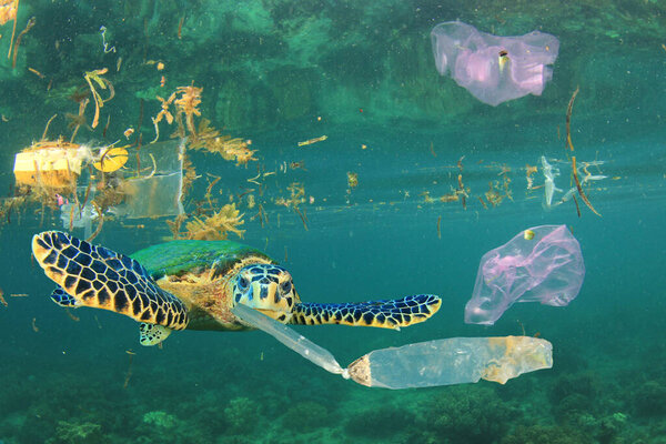 Turtle Plastic Trash Global Pollution Royalty Free Stock Images