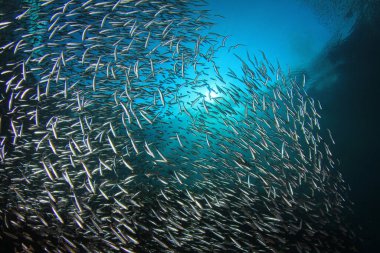 Derin mavi okyanusta sualtı manzaralı deniz sakinleri