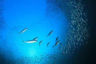 Derin mavi okyanusta sualtı manzaralı deniz sakinleri