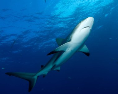 korkunç köpekbalığı ve deniz sakinleri derin mavi okyanusta sualtı sahnesinde