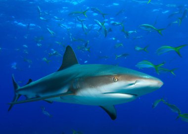 korkunç köpekbalığı ve deniz sakinleri derin mavi okyanusta sualtı sahnesinde