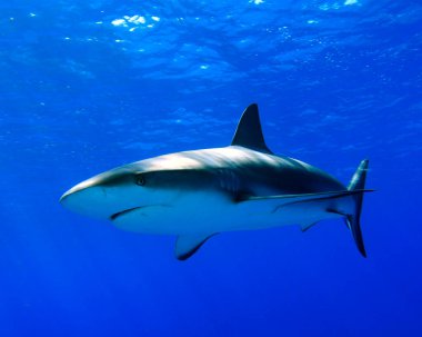 korkunç köpekbalığı ve deniz sakinleri derin mavi okyanusta sualtı sahnesinde