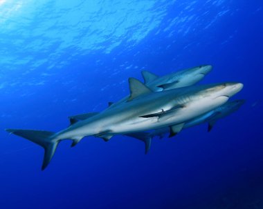 Korkunç köpek balıkları ve deniz sakinleri derin mavi okyanusta sualtı manzarası olan