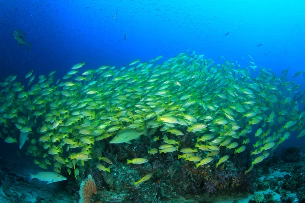 marine inhabitants with underwater scene in deep blue ocean