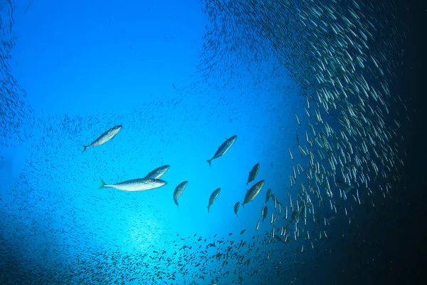 Habitantes Marinos Con Escena Submarina Océano Azul Profundo — Foto de Stock
