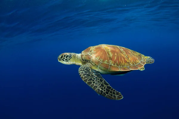 Tartaruga Gigante Nell Habitat Naturale Dell Oceano — Foto Stock