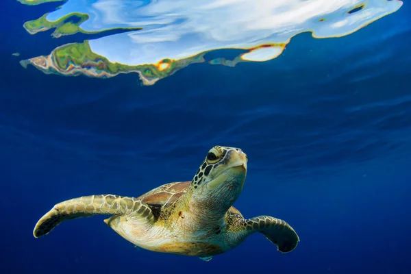 Reuzenschildpad Natuurlijke Oceaanhabitat — Stockfoto