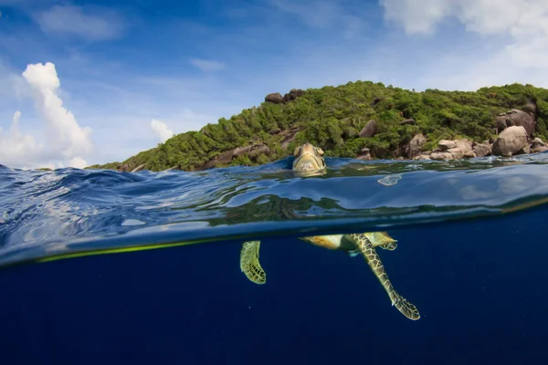 Гигантская Черепаха Естественной Среде Обитания Океана — стоковое фото