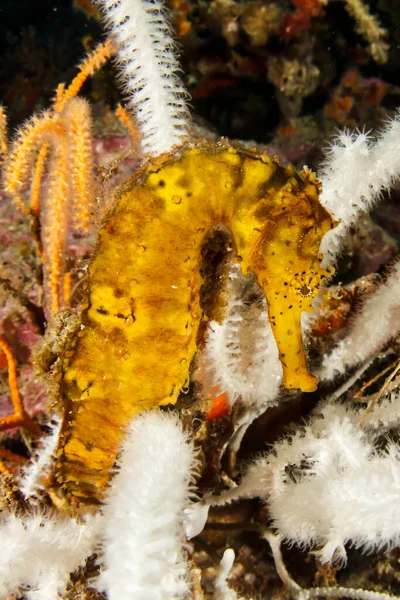 Korallrev Vann Med Havhest Dypt Vann – stockfoto