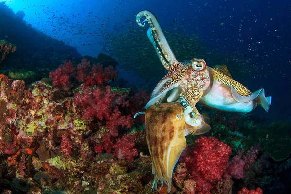 Faarao Cuttlefish Pari Pariutumisen — kuvapankkivalokuva