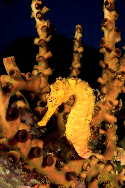 Korallrev Vann Med Havhest Dypt Vann – stockfoto