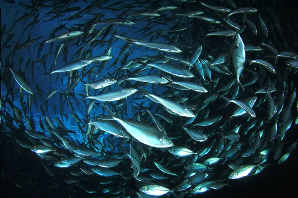 Habitantes Marinos Con Escena Submarina Océano Azul Profundo —  Fotos de Stock