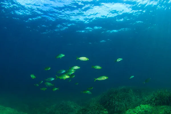 Tengeri Lakosok Víz Alatti Jelenettel Mélykék Óceánban — Stock Fotó