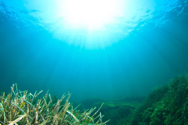 Vakkert Undervannslandskap Havet – stockfoto
