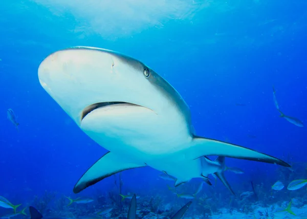 Terrível Tubarão Habitantes Marinhos Com Cena Subaquática Oceano Azul Profundo — Fotografia de Stock