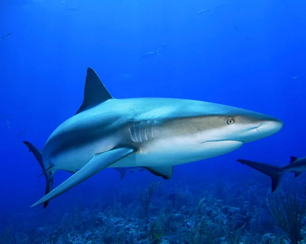 Forferdelige Haier Sjøfolk Med Undervannsscener Dypeste Blå Hav – stockfoto