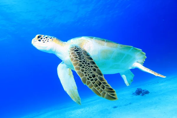 Kjempeskilpadde Naturlig Havmiljø – stockfoto