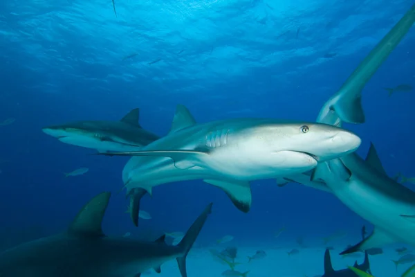 Tubarões Terríveis Habitantes Marinhos Com Cena Subaquática Oceano Azul Profundo — Fotografia de Stock