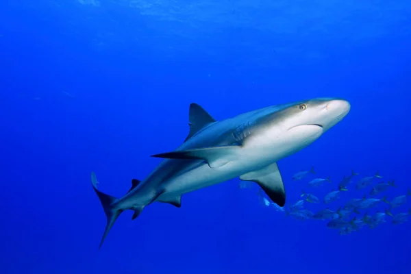 Forferdelig Hai Marine Innbyggere Med Undervannsscene Dypeste Blå Hav – stockfoto