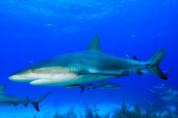 深海に棲息するサメや海洋生物は — ストック写真