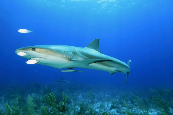 Szörnyű Cápa Tengeri Lakosok Víz Alatti Jelenet Mélykék Óceán — Stock Fotó